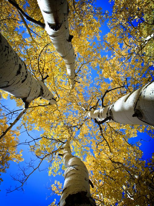 Aspen Sky 